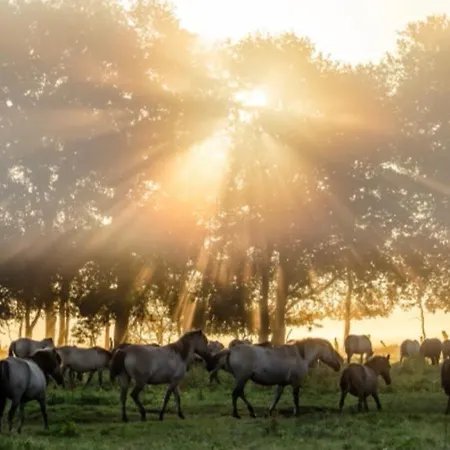 City-apartment * Dülmen