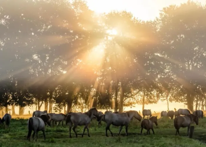City-apartment * Dülmen